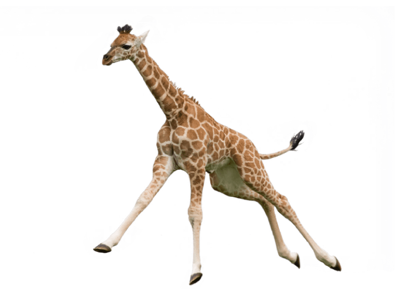 OverVOCUS